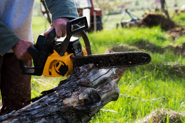 How Our Tree Care Process Works  in  Lemont Furnace, PA